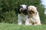 TERRIER DU TIBET 177